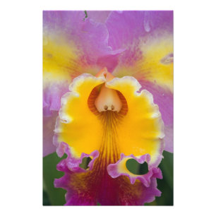Hybridorchid, Florida Fotodruck
