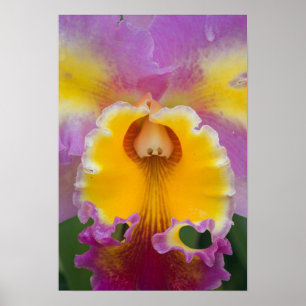 Hybridorchid, Florida Poster