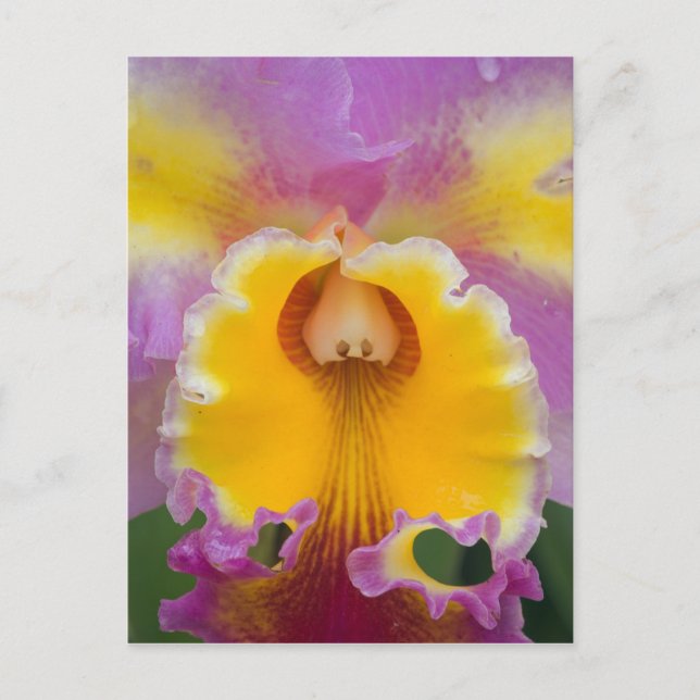 Hybridorchid, Florida Postkarte (Vorderseite)