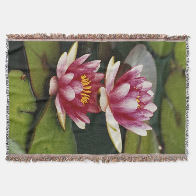 Hybridwasserlilie Decke (Vorderseite)