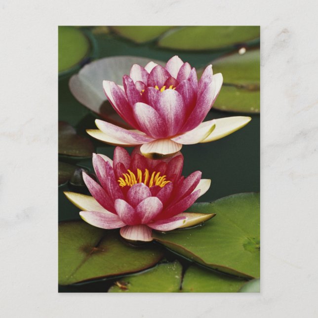 Hybridwasserlilie Postkarte (Vorderseite)