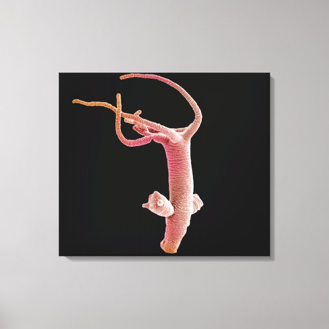 Hydra Littoralis Leinwanddruck (Vorderseite)