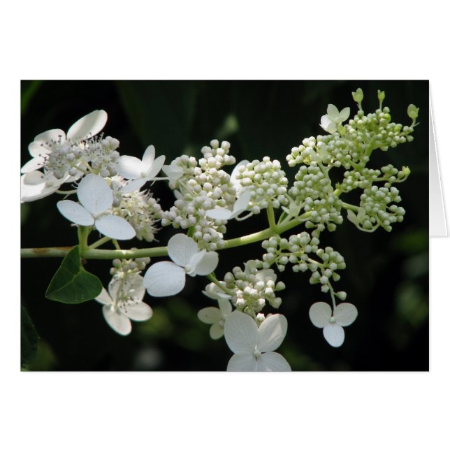 Hydrangea (Vorderseite (Horizontal))