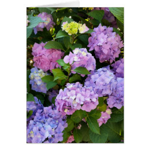 Hydrangea