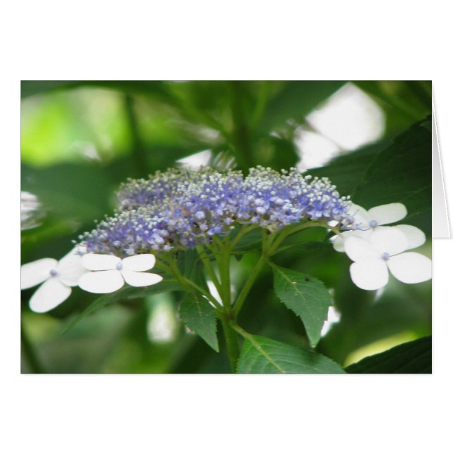 Hydrangea3 (Vorderseite (Horizontal))