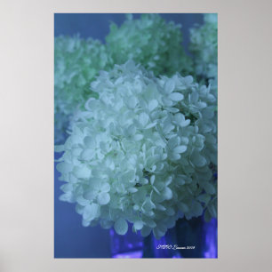 Hydrangea 11 poster