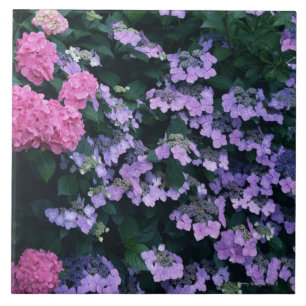 Hydrangea 3 fliese