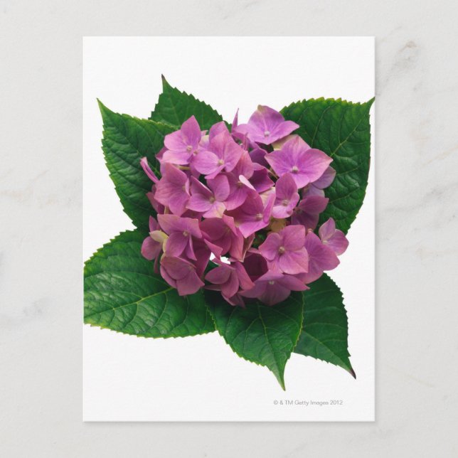 Hydrangea 5 postkarte (Vorderseite)