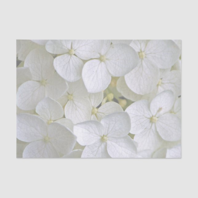 Hydrangea 6775 Gewebepapier Seidenpapier (Vorderseite)