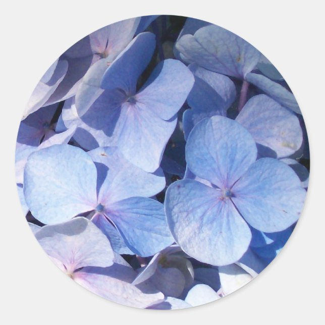Hydrangea-Aufkleber Runder Aufkleber (Vorderseite)