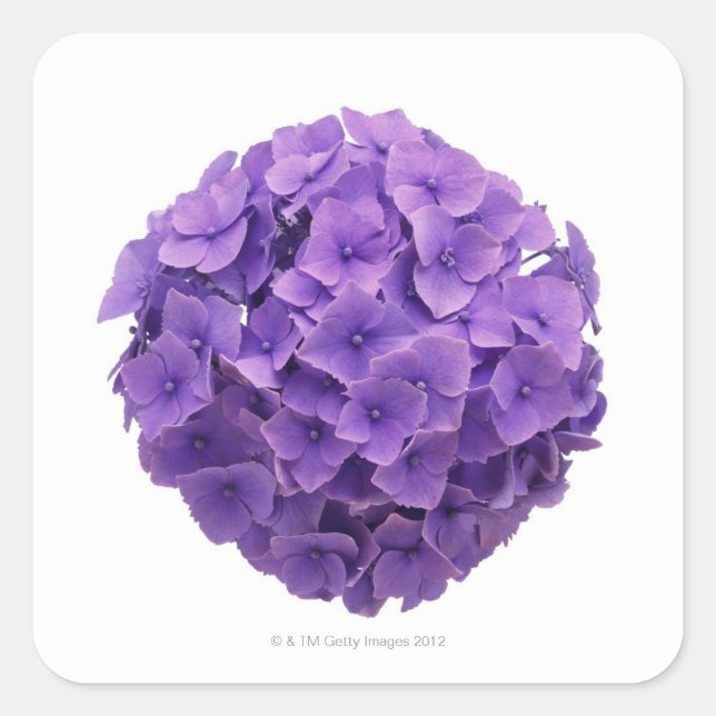 Hydrangea-Ball-Nah-up Quadratischer Aufkleber (Vorderseite)
