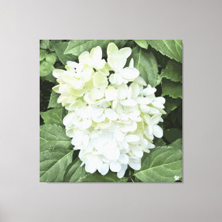Hydrangea - Blanc - Impression de toile
