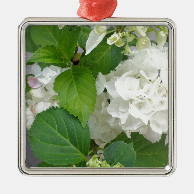 Hydrangea Blume Grüner Garten Pflanze Silbernes Ornament (Vorne)