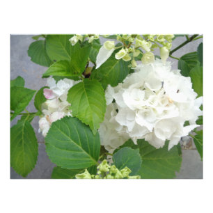Hydrangea Blume Grüner Naturpark Pflanze Fotodruck