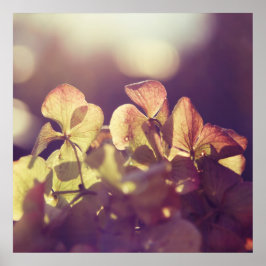 Hydrangea-Blume in Sunlight Lila Bokeh Poster