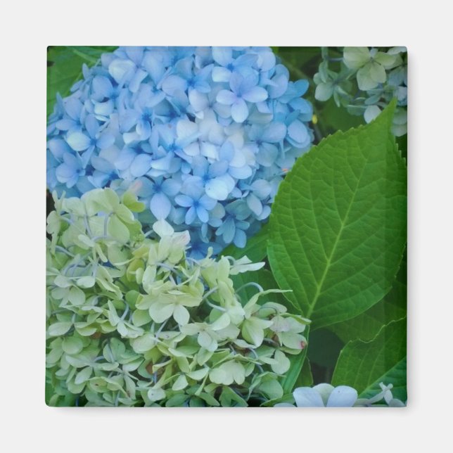 Hydrangea-Blume Magnet (Vorne)