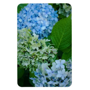 Hydrangea-Blume Magnet