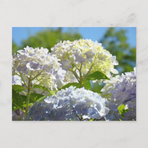 Hydrangea Blume Postkarten Sommer Blauer Bläschen