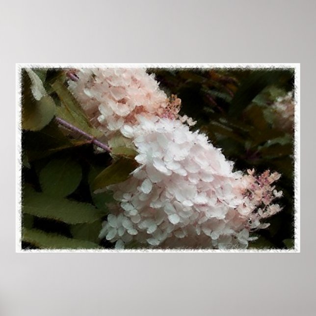 Hydrangea-Blume Rosa Fotografie Poster (Vorne)