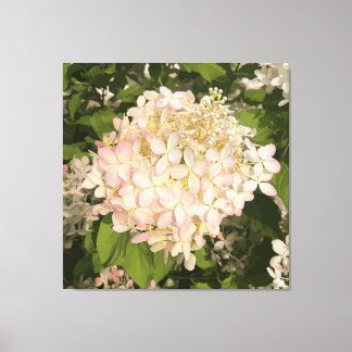 Hydrangea - Blush - Impression en toile