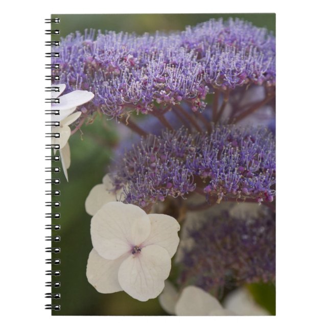 Hydrangea Blüte, Dr. Sun Yat-Sen Chinesischer Gart Notizblock (Vorderseite)