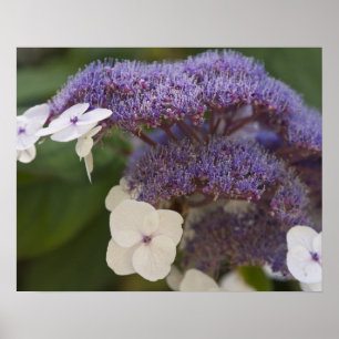 Hydrangea Blüte, Dr. Sun Yat-Sen Chinesischer Gart Poster