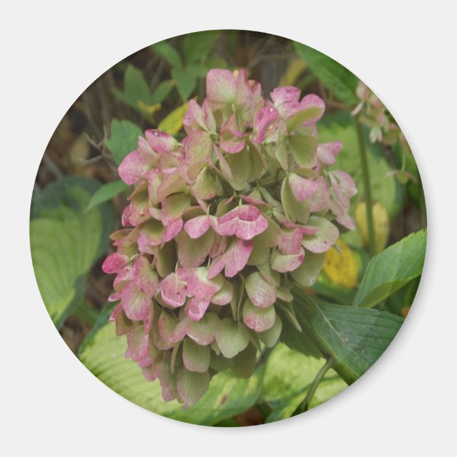 Hydrangea Blüte im Herbst mit Golden Hosta Blätter Magnet (Vorne)