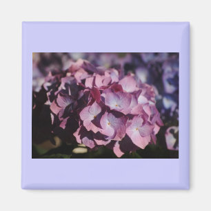Hydrangea-Blüte Magnet