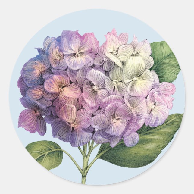 Hydrangea-Blüte Runder Aufkleber (Vorderseite)