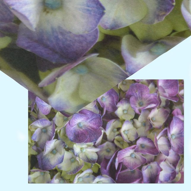 Hydrangea Botanical Floral Fotografie Lila Seidenpapier (Von Creator hochgeladen)