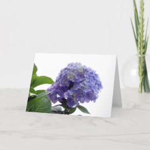 Hydrangea Bush Grußkarte Karte