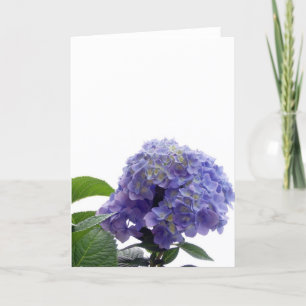 Hydrangea Bush Grußkarte Karte