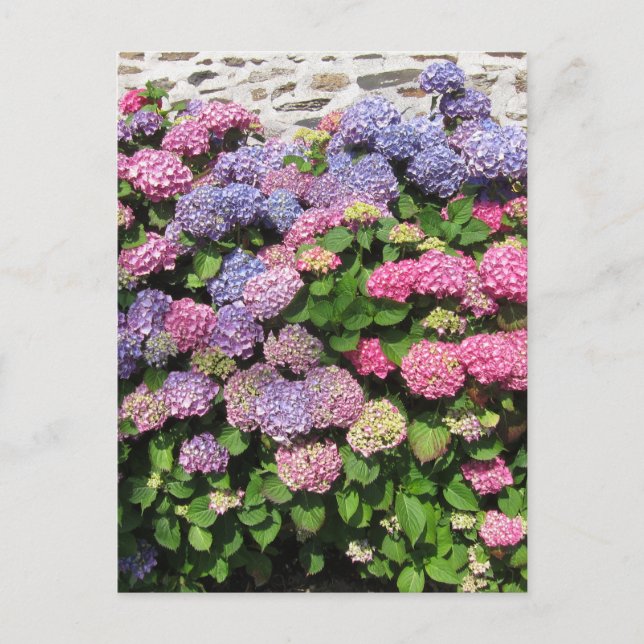 Hydrangea Bush Postcard Postkarte (Vorderseite)