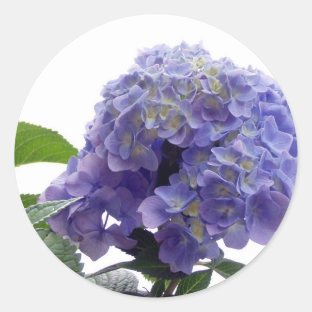 Hydrangea Bush Stickers (Vorderseite)