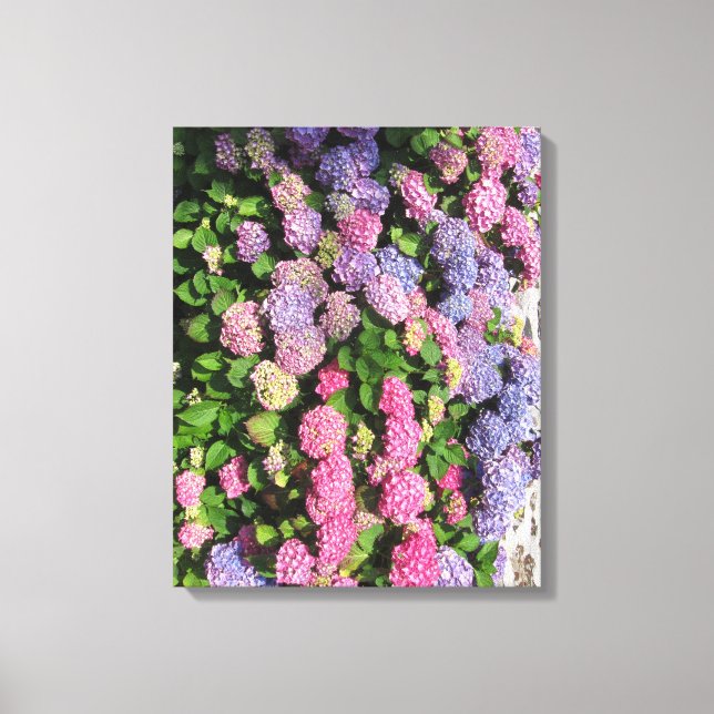 Hydrangea bush Toile tendue (Recto)