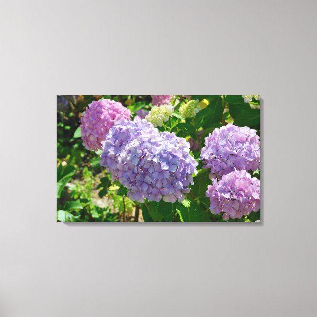 Hydrangea Canvas Print Leinwanddruck (Vorderseite)