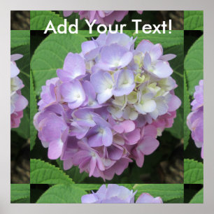 Hydrangea Farbige Blume Poster