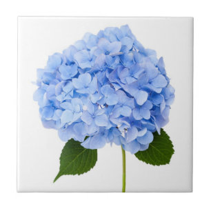 Hydrangea Fliese