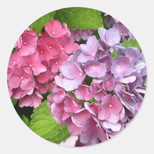 Hydrangea Floral Stickers (Vorderseite)