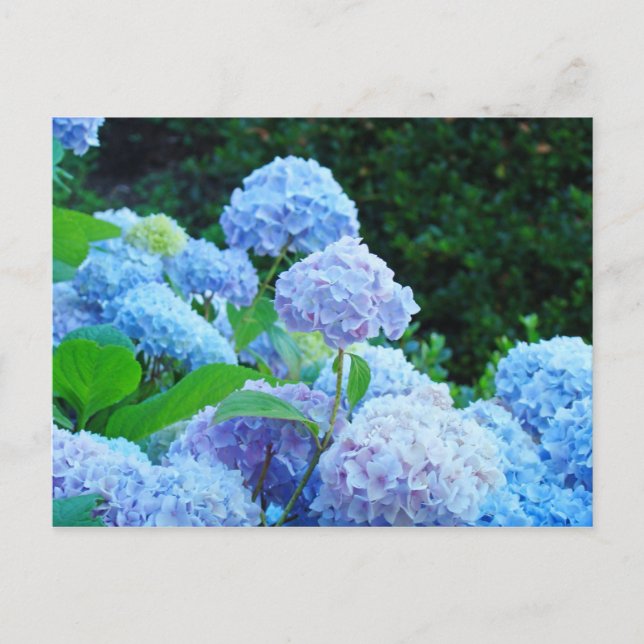 Hydrangea Flower Garden Postkarten Blue Hydrangeas (Vorderseite)