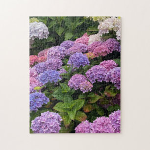 Hydrangea-Foto