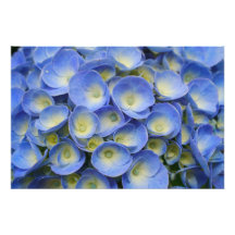 Hydrangea