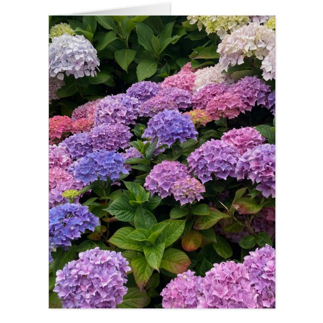 Hydrangea-Fotografie (Vorderseite)