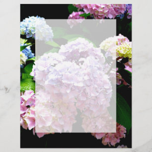Hydrangea-Garten, rosa, blau, lila Blumen