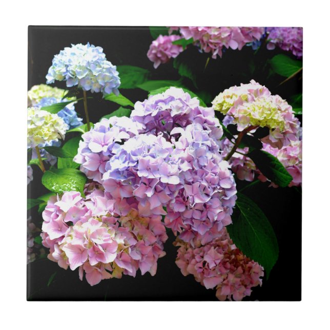 Hydrangea-Garten, rosa, blau, lila Blumen Fliese (Vorderseite)