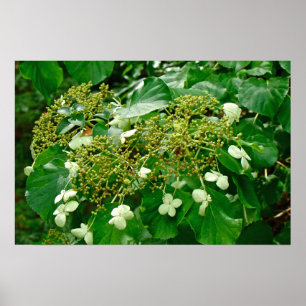 Hydrangea grimpant blanc - Affiche