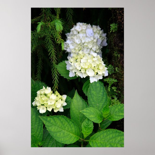 Hydrangea im Wald Poster (Vorne)