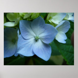Hydrangea in der Blüte Poster