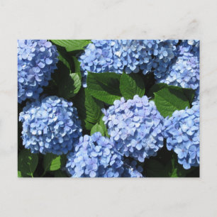 Hydrangea: Japan Postkarte