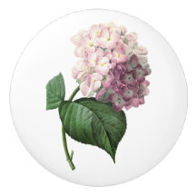 Hydrangea